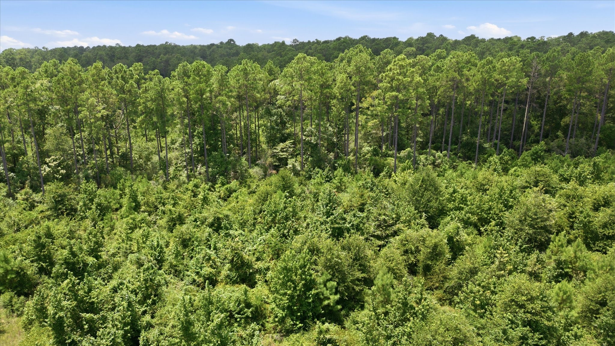 15977 Ridge Oak Road Property Photo 19