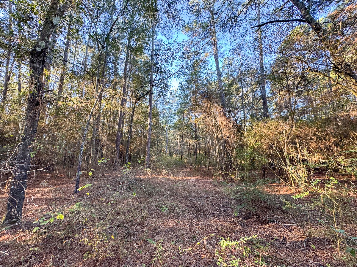 156 Lessa Lane Property Photo 12