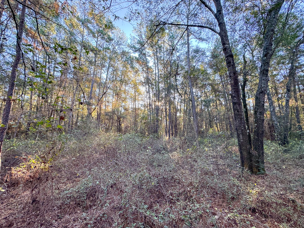 156 Lessa Lane Property Photo 15