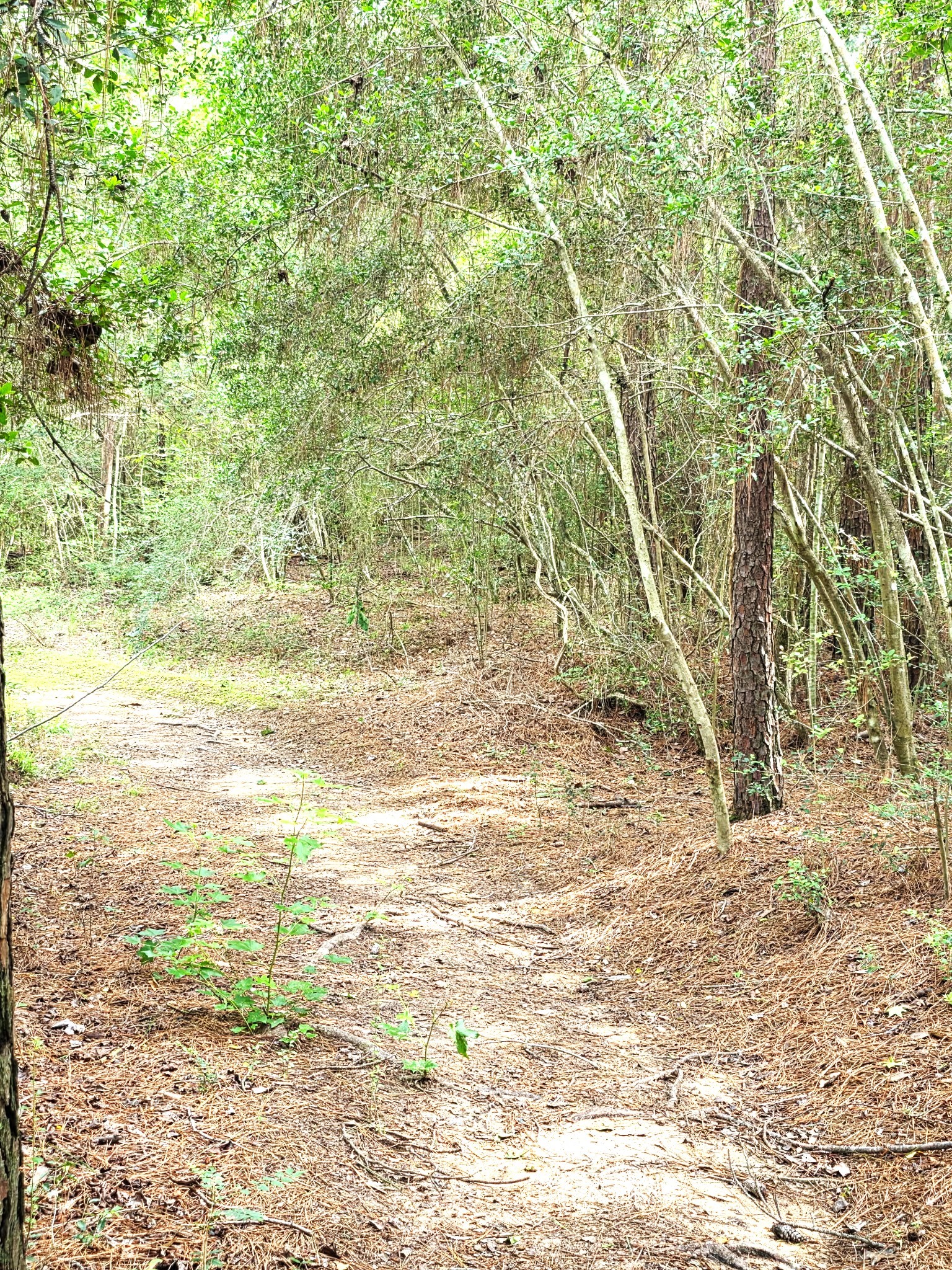 10802 Jolin Lane Property Photo 31