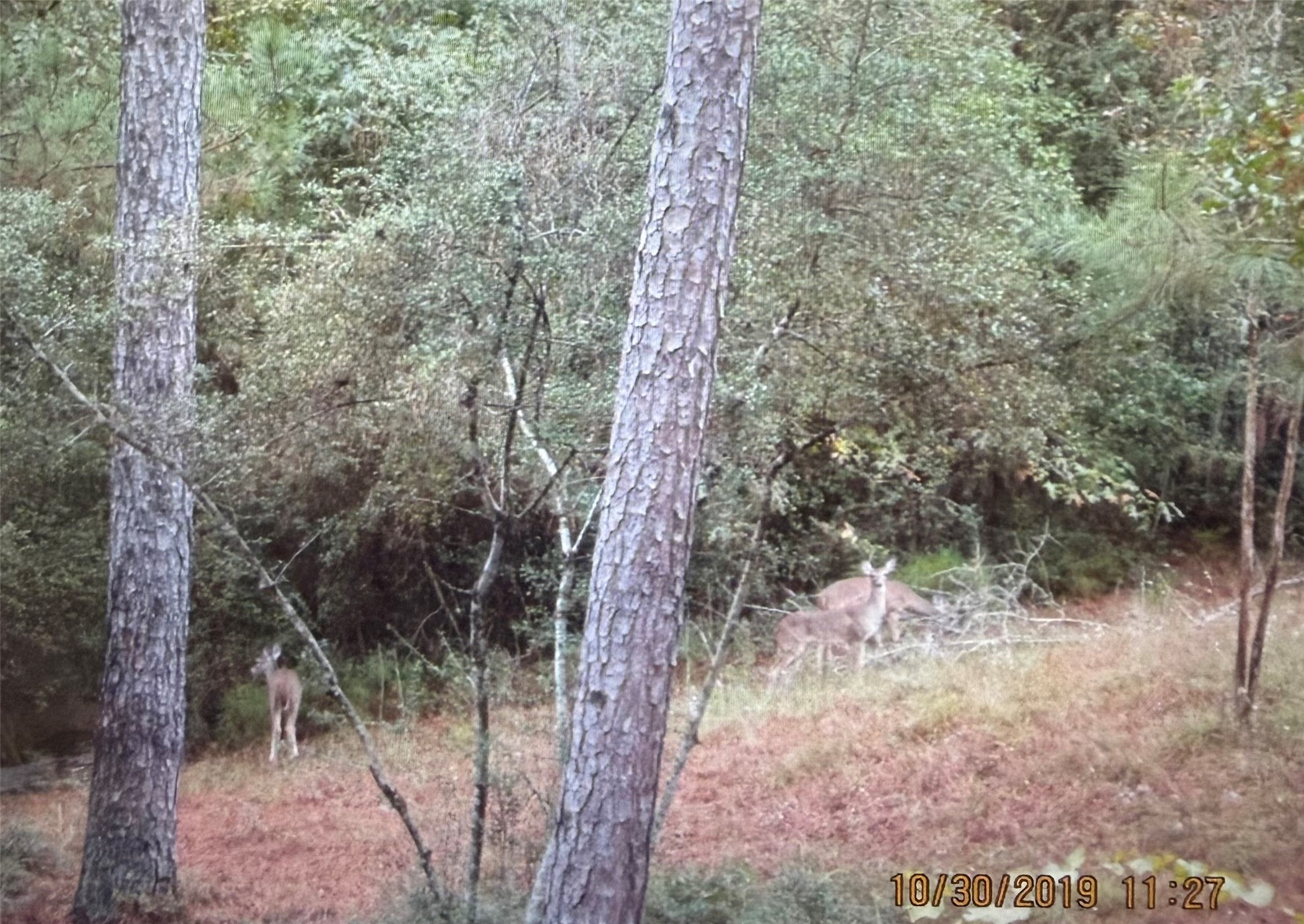 359 Dogwood Property Photo 27