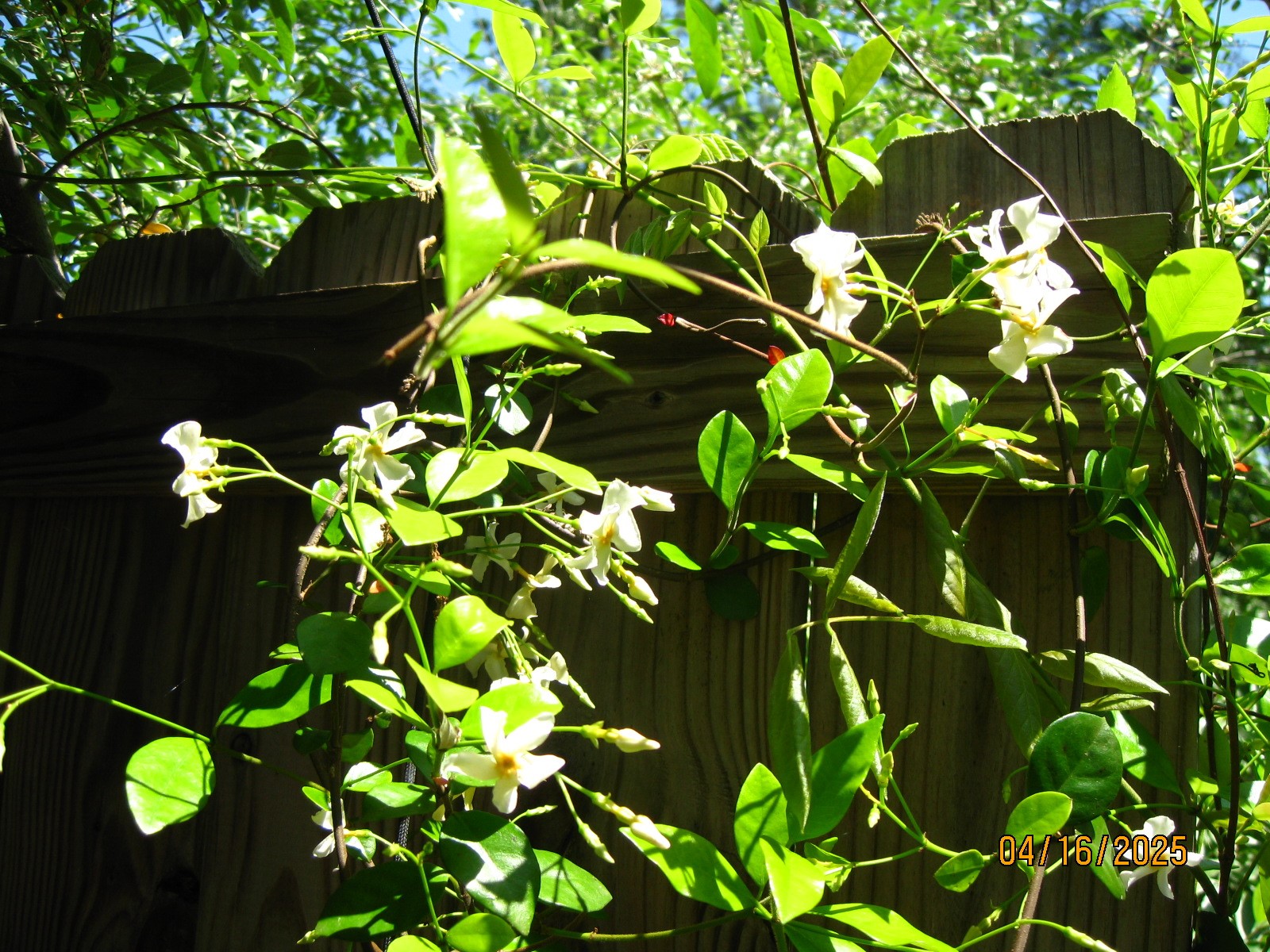 359 Dogwood Property Photo 31
