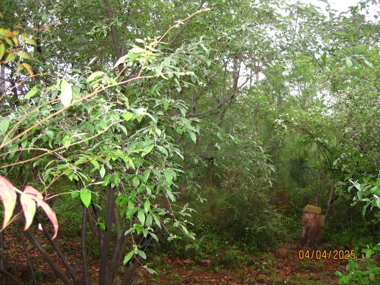 359 Dogwood Property Photo 33