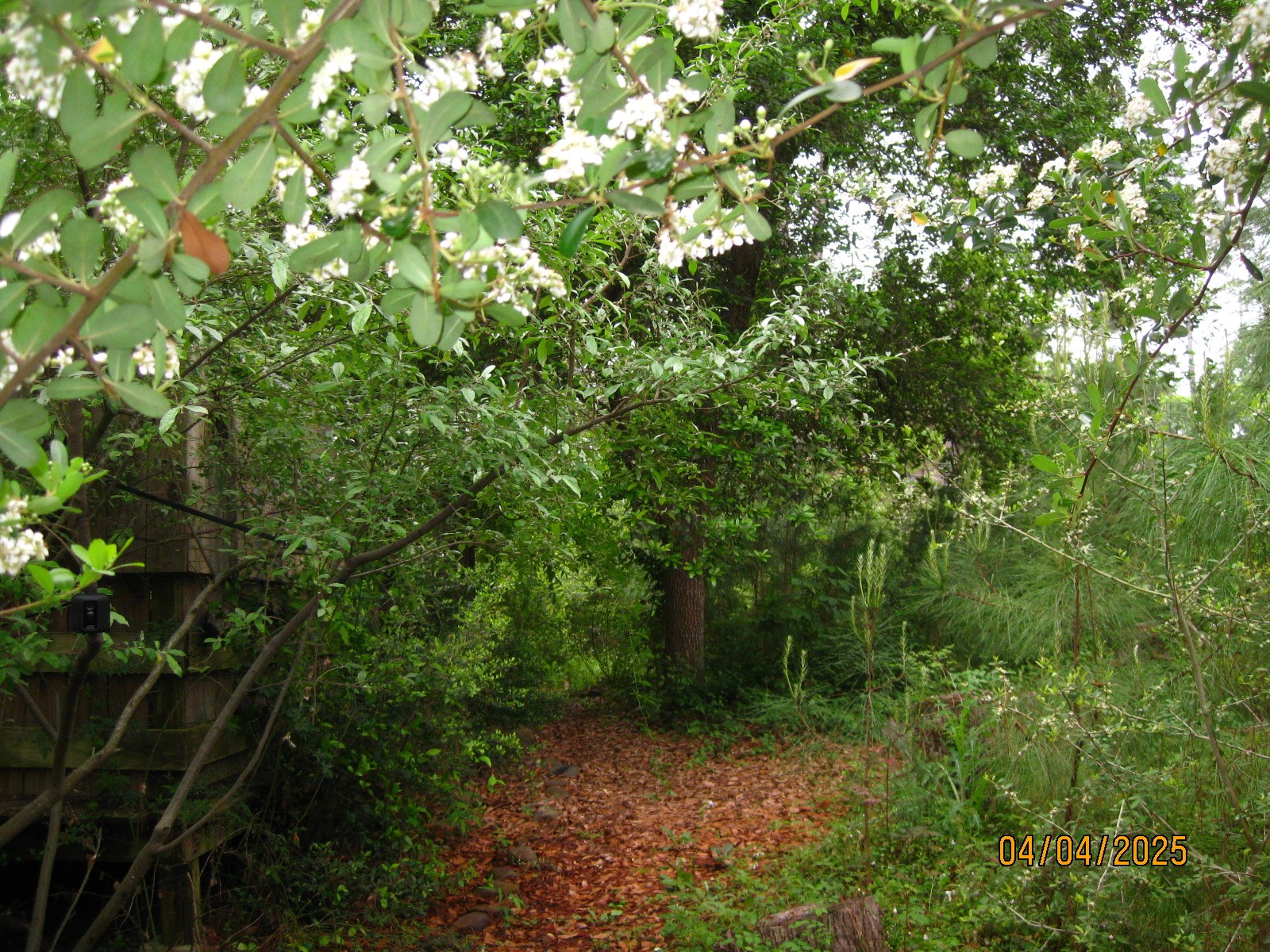 359 Dogwood Property Photo 36