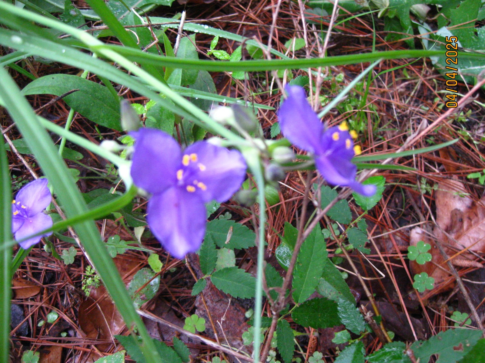 359 Dogwood Property Photo 37