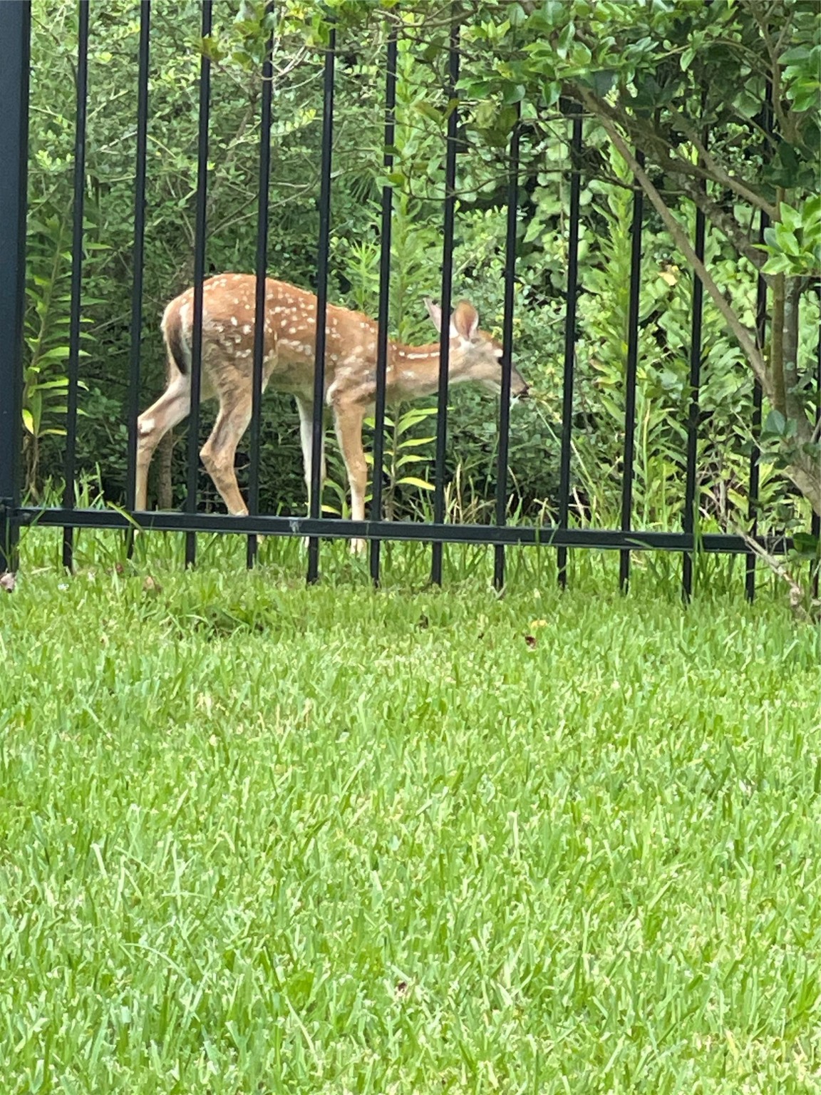 514 Pearl View Lane Property Photo 23