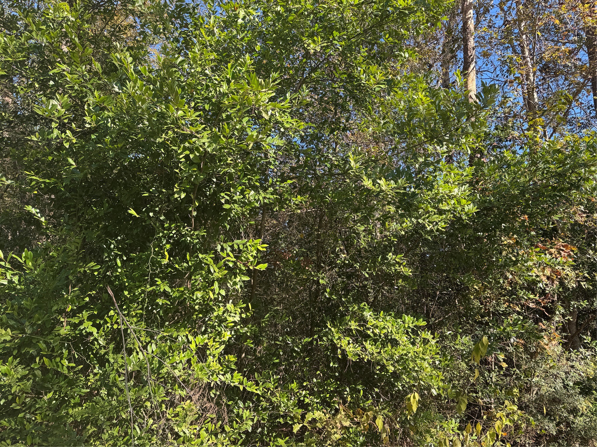 Tbd Lakeview Lane Property Photo 2