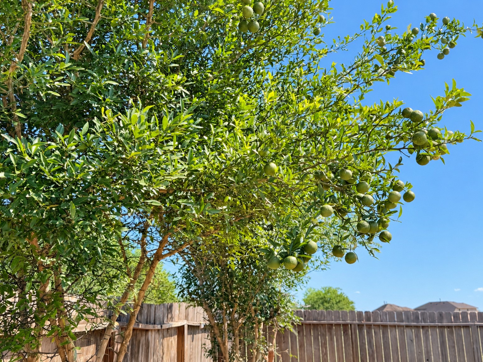 29202 Dunns Creek Court Property Photo 38