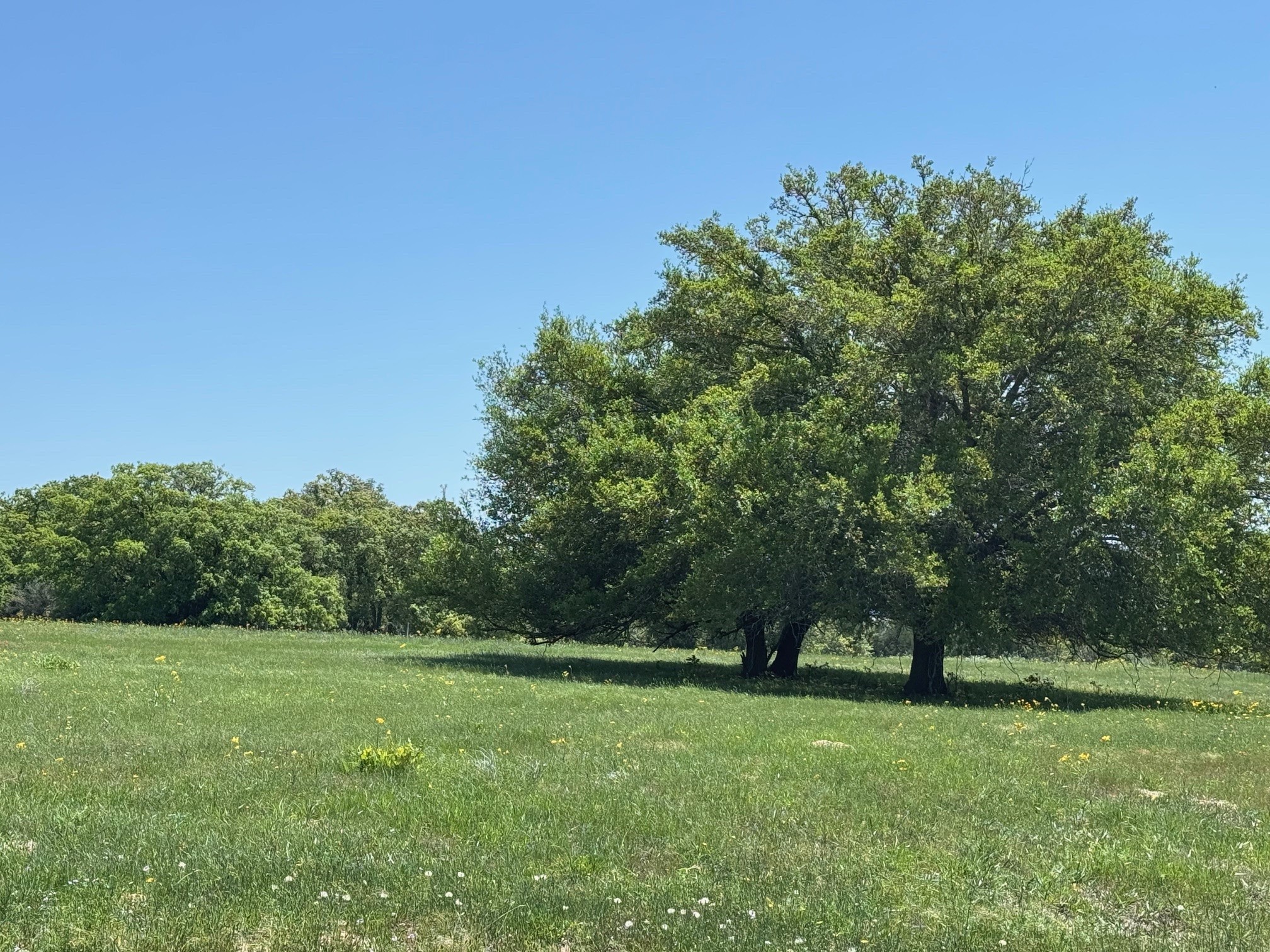 3817 Fm 154 Property Photo 32