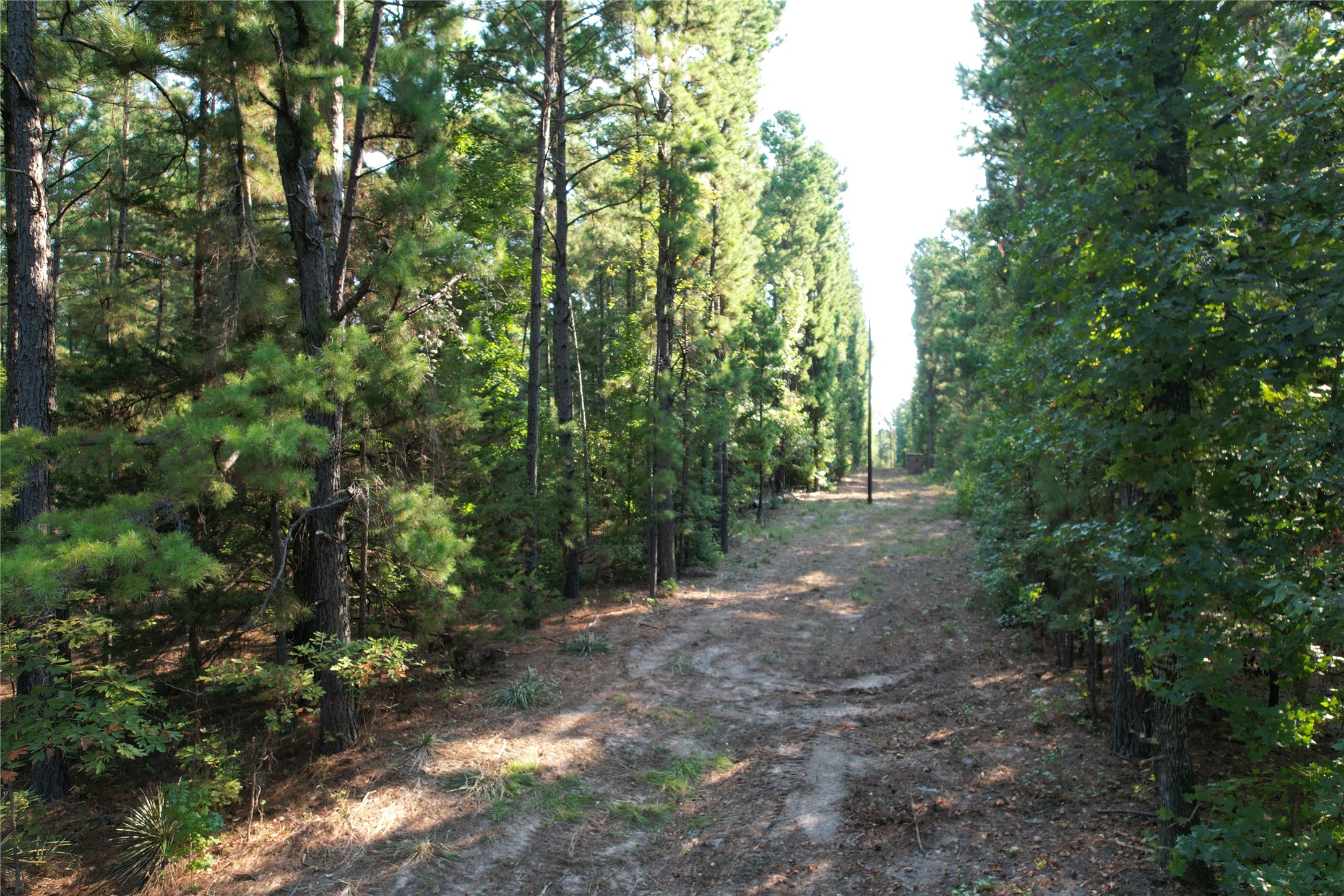 Tbd An County Road 1220 Property Photo 11