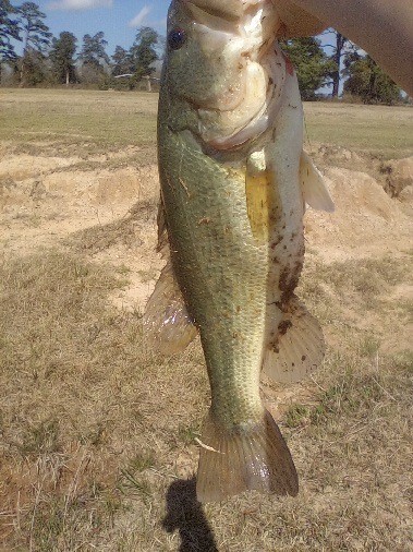 1178 County Road 211 Property Photo 4
