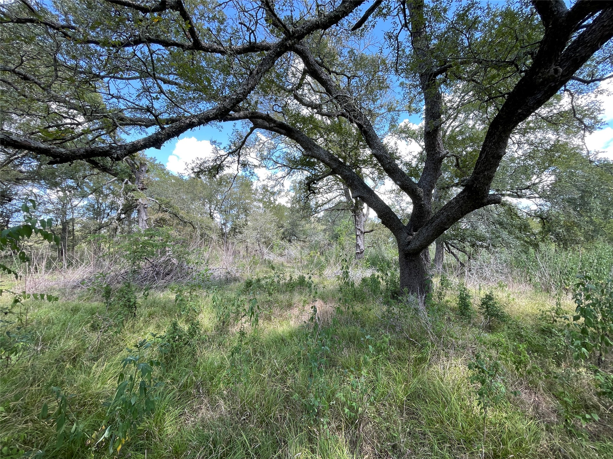 Tbd Cr 220- Property Photo 6