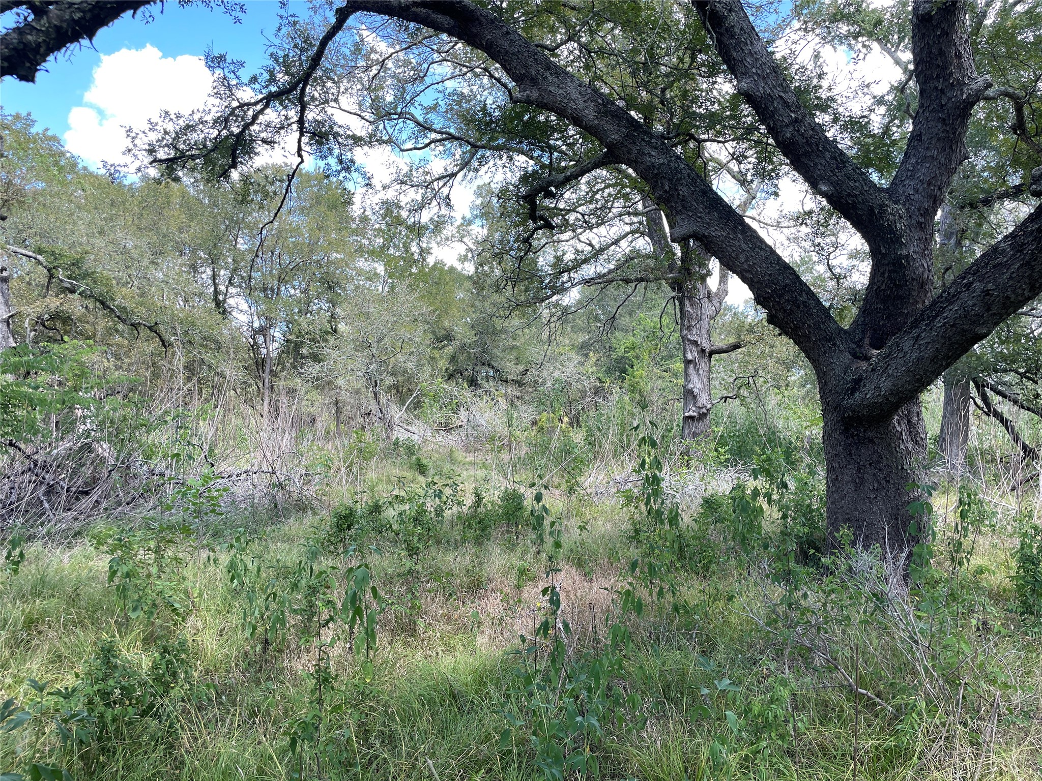 Tbd Cr 220- Property Photo 12