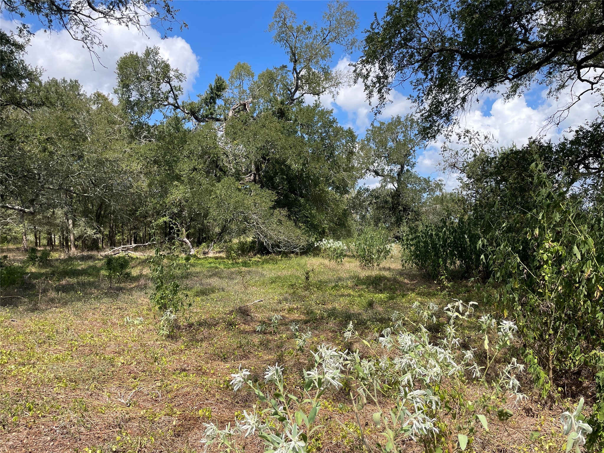 Tbd Cr 220 Property Photo 7