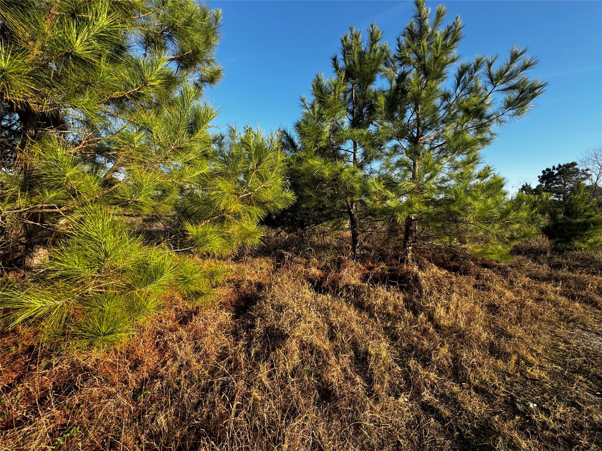 0 Moonshine Hill Road Property Photo 9