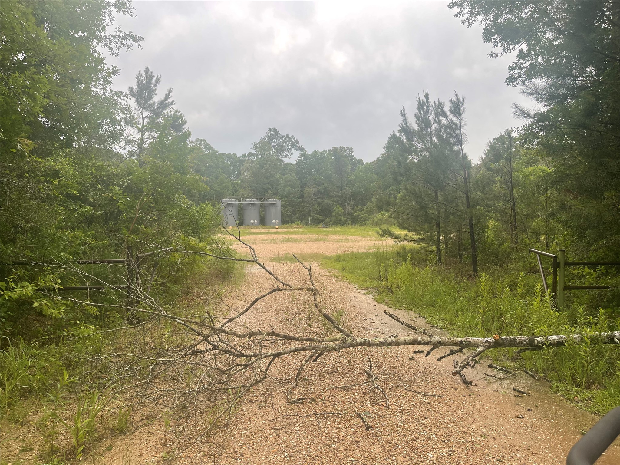 000 Towering Pines Property Photo 3