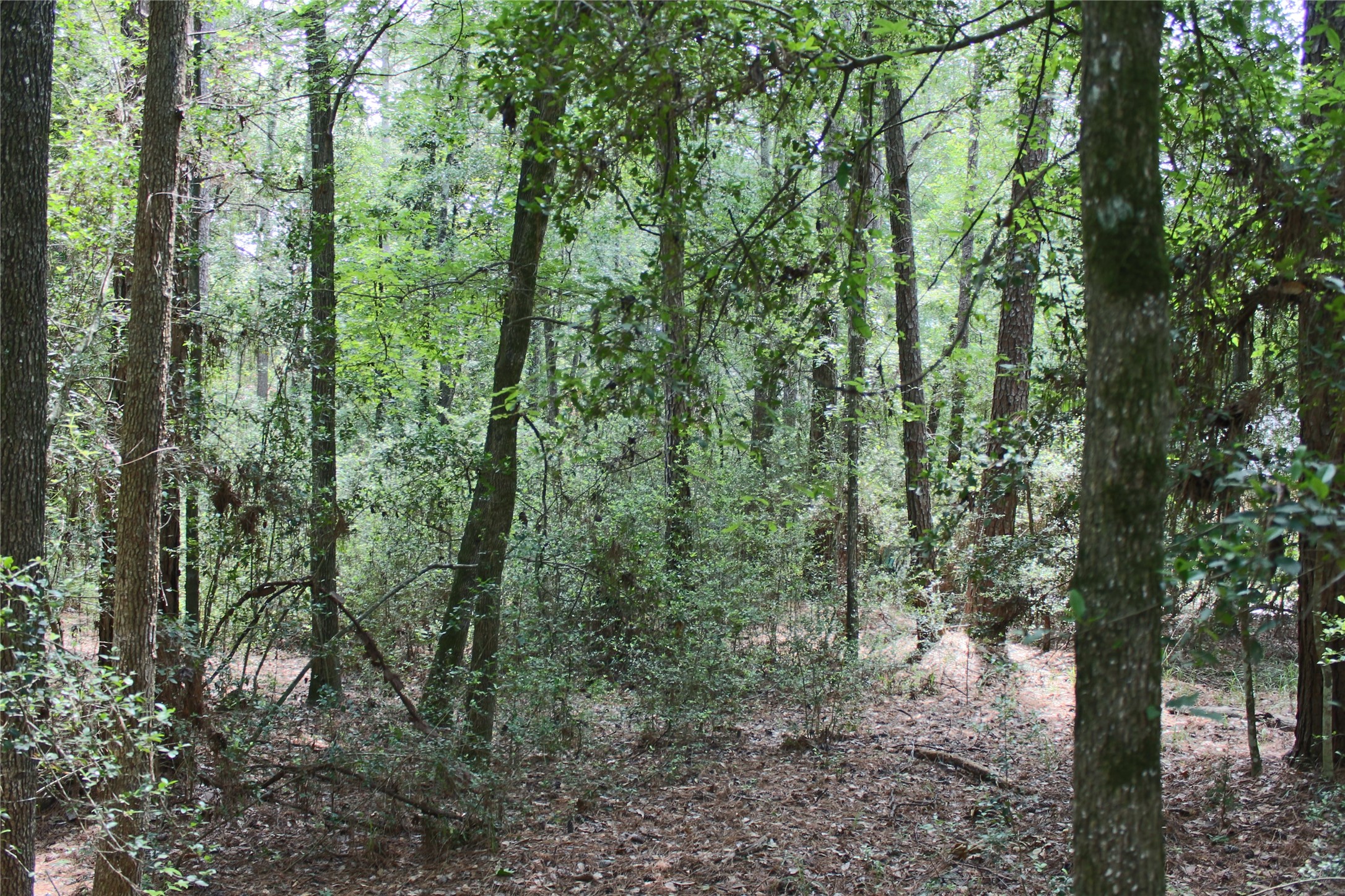 10362 Hunter Creek Lane Property Photo 3