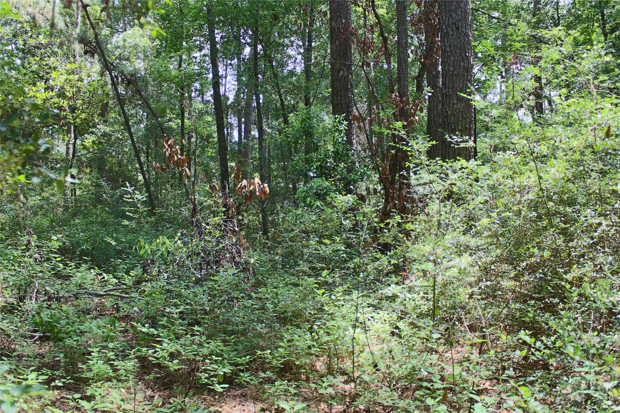 10362 Hunter Creek Lane Property Photo 4