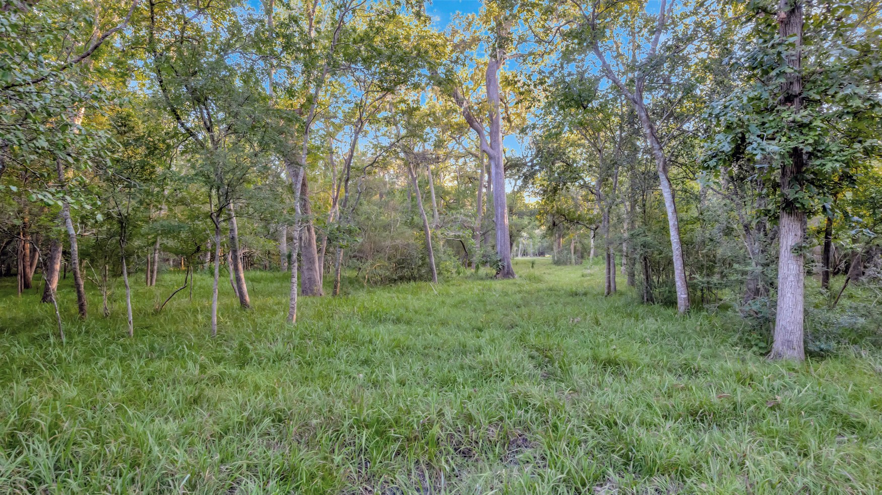 2698 County Road 284 Property Photo 7