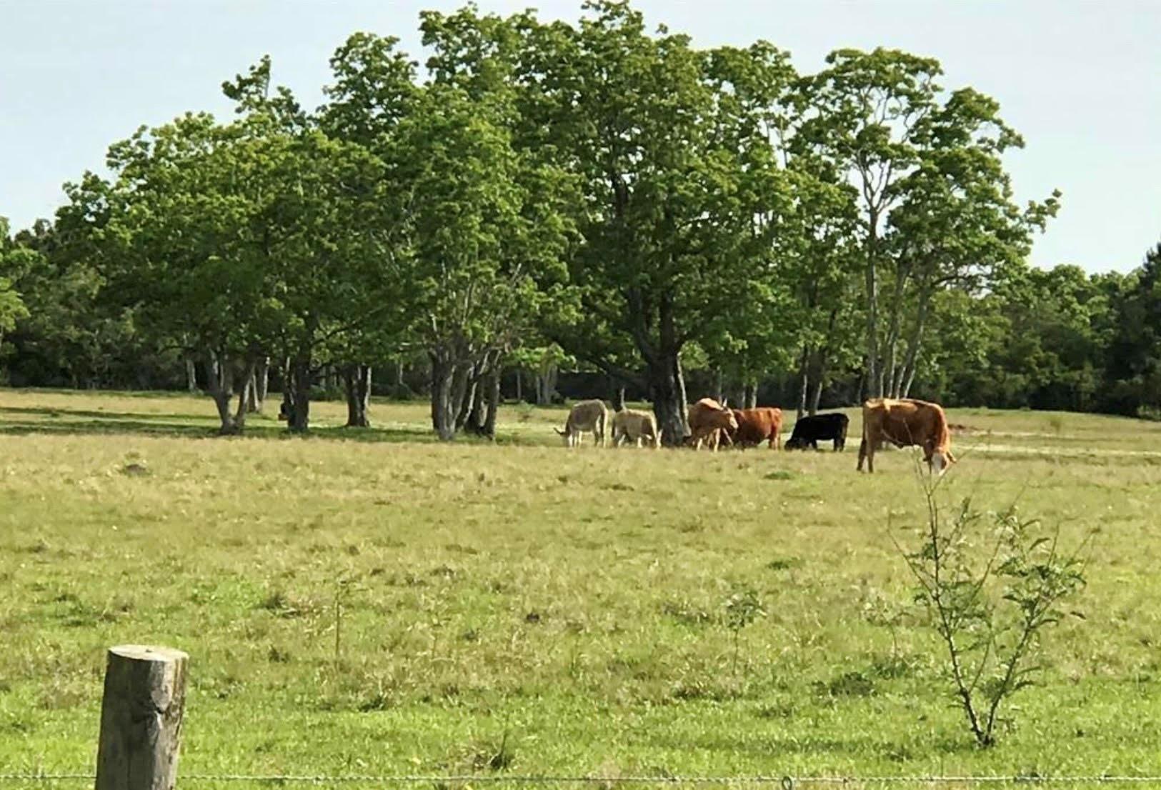 0 Eagle Road, Anahuac Tx 77514 Property Photo 7