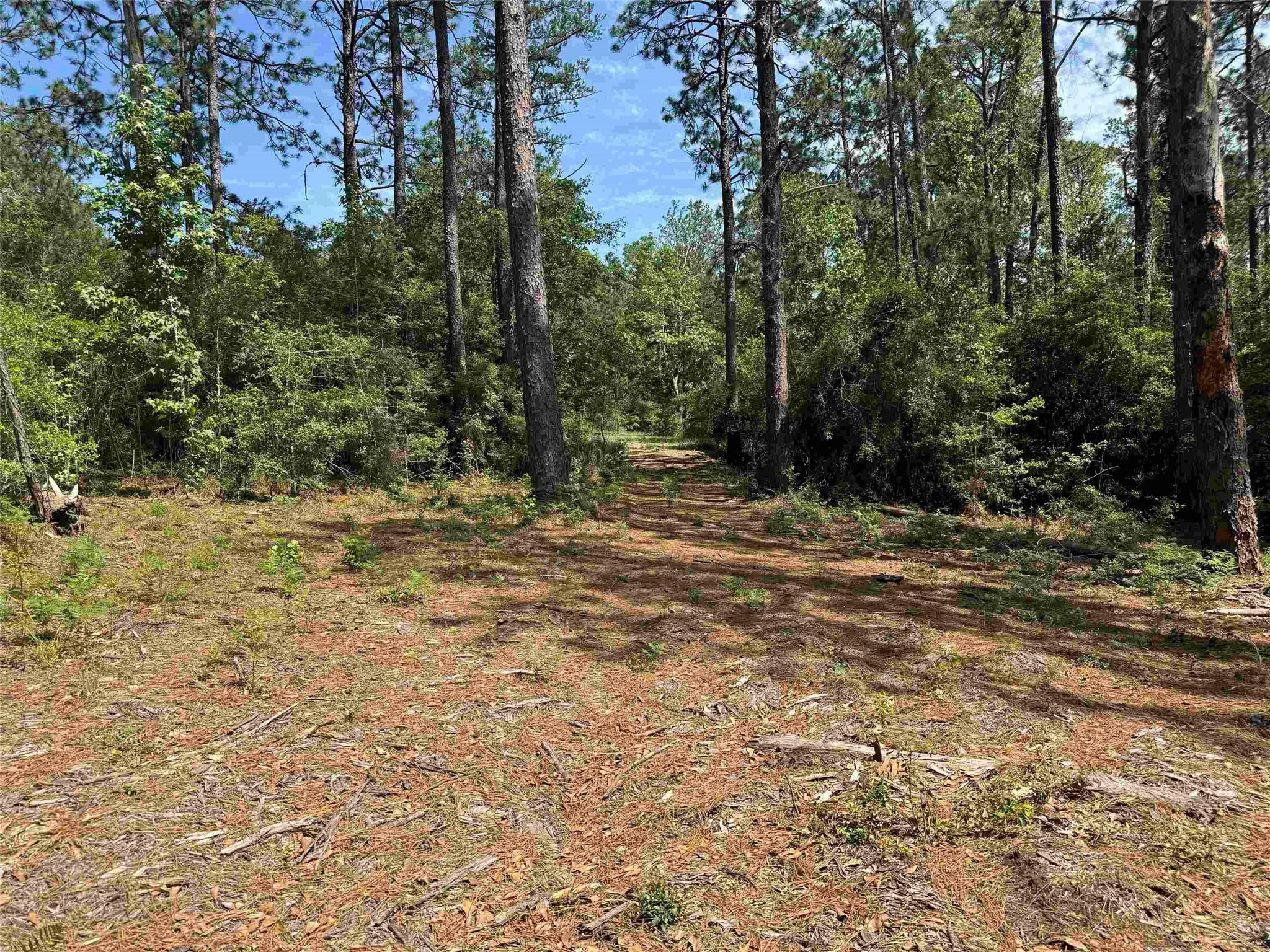 565 Sparkleberry Drive Property Photo 1