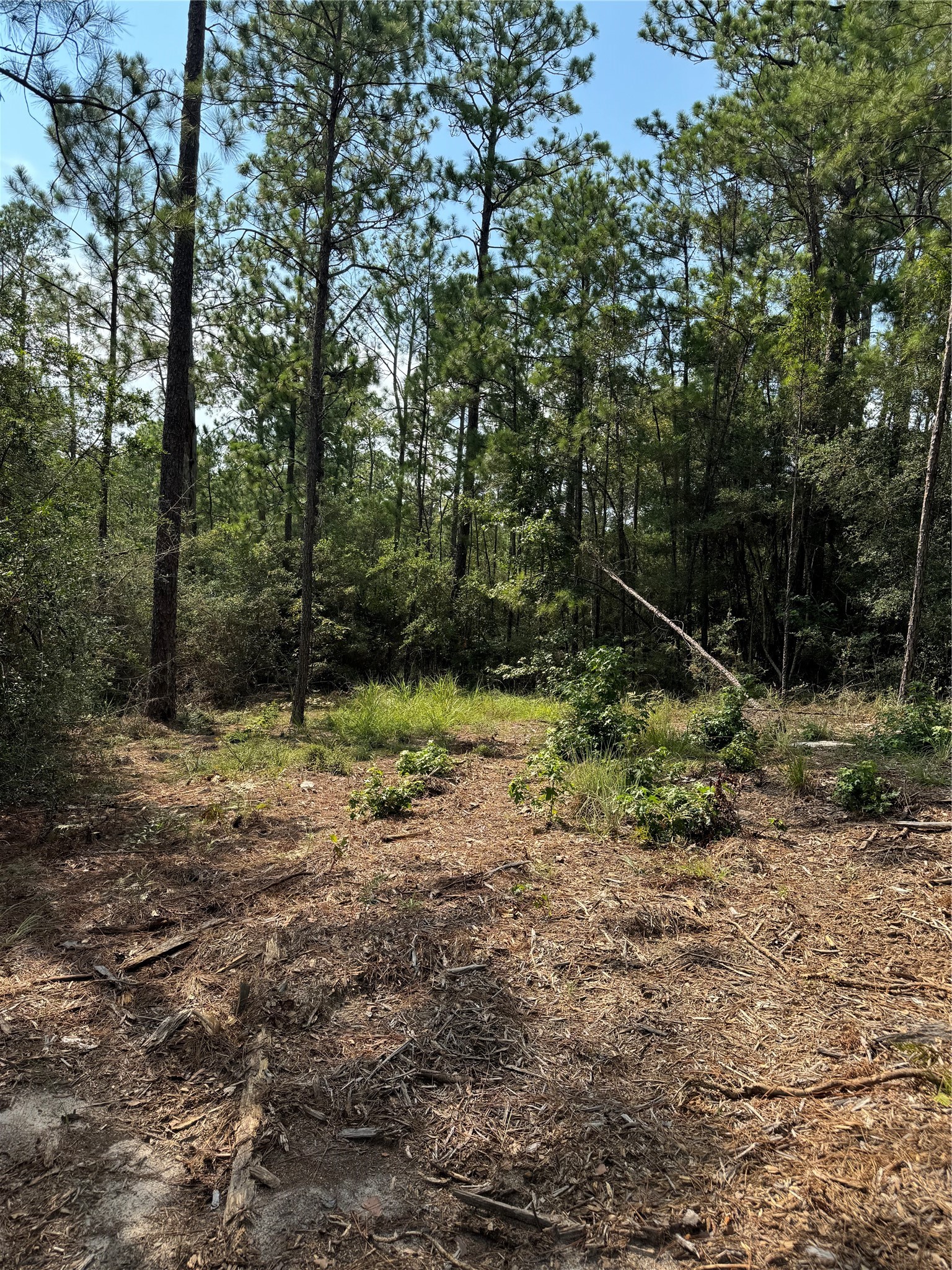 565 Sparkleberry Drive Property Photo 10