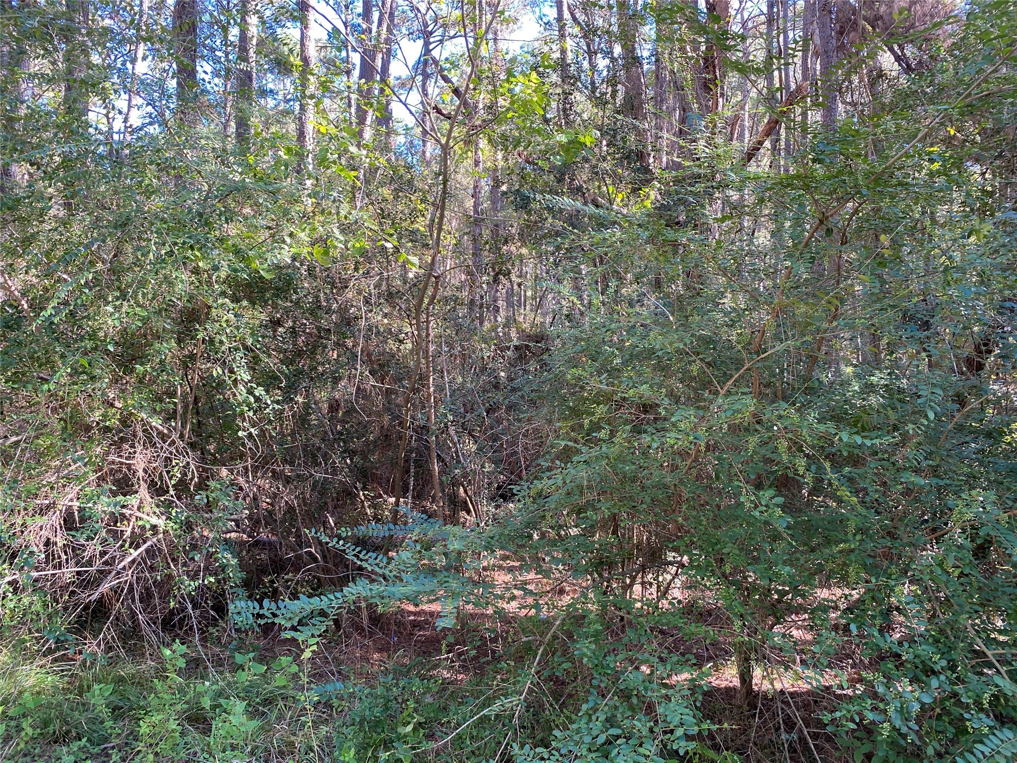 2229 Easley Circle Property Photo 6