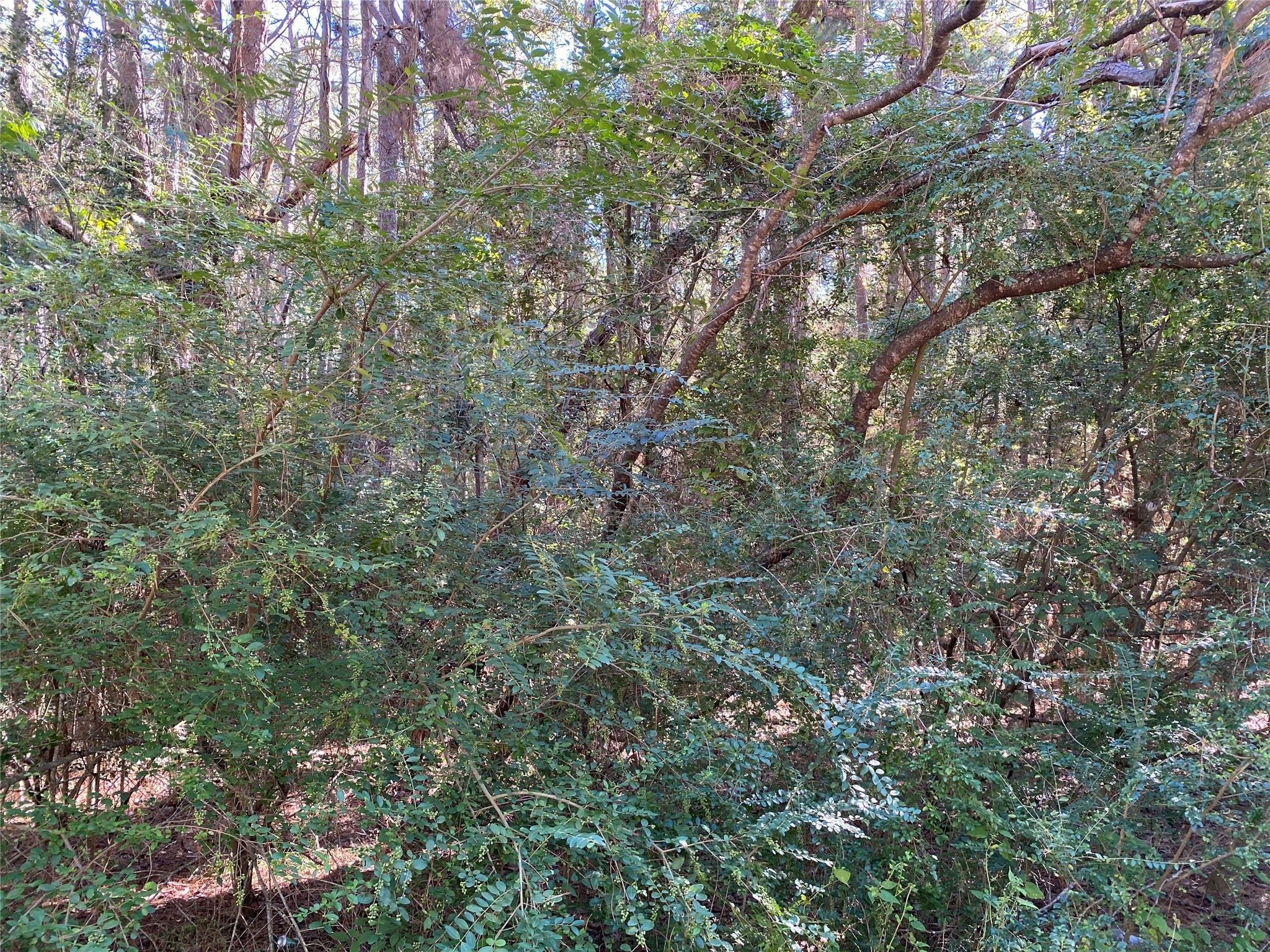 2229 Easley Circle Property Photo 7