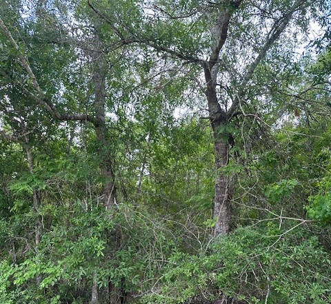 Tbd 1 County Road 2223-b Property Photo 9