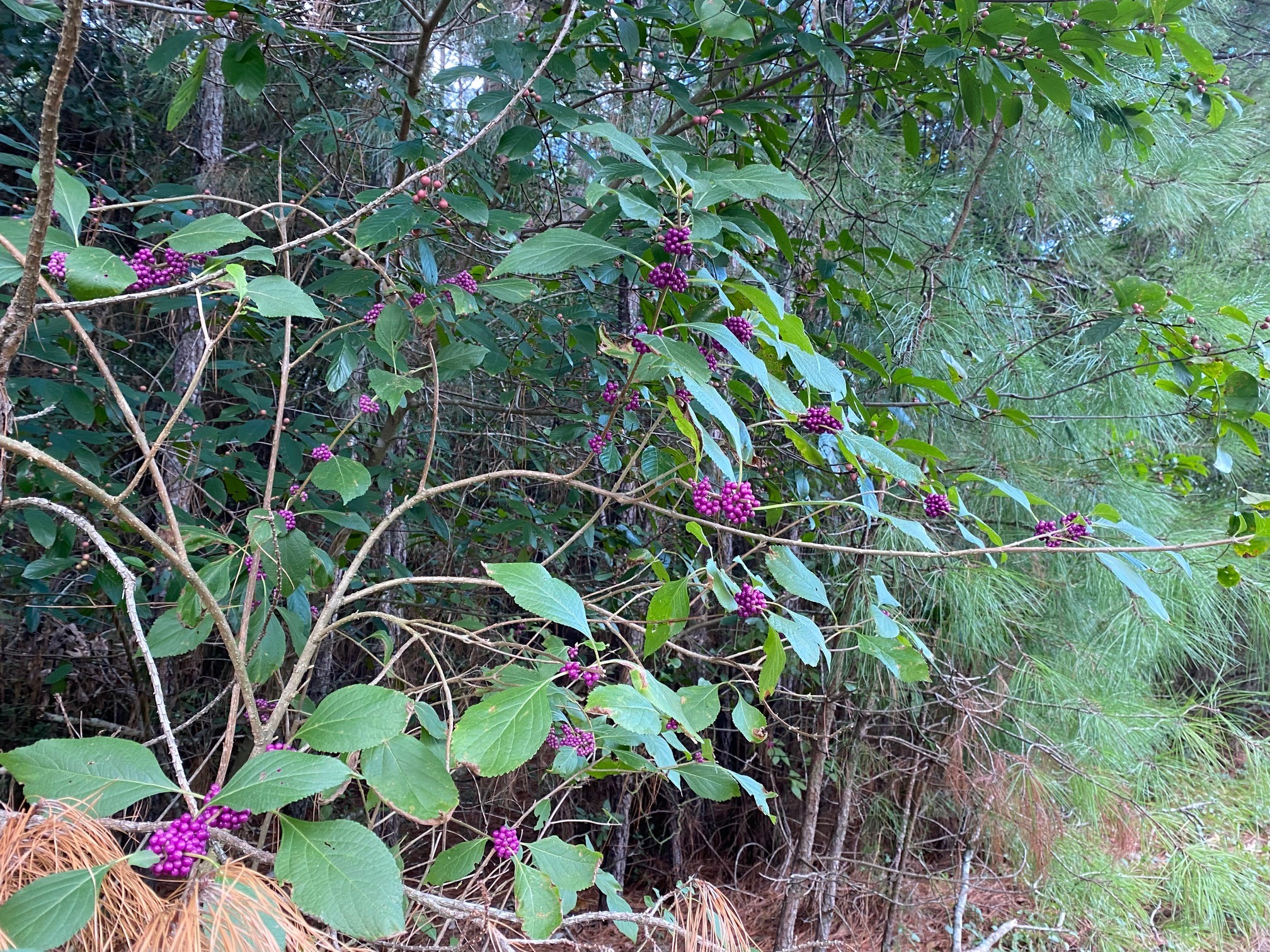 12627 Shady Woods Trail Property Photo 15
