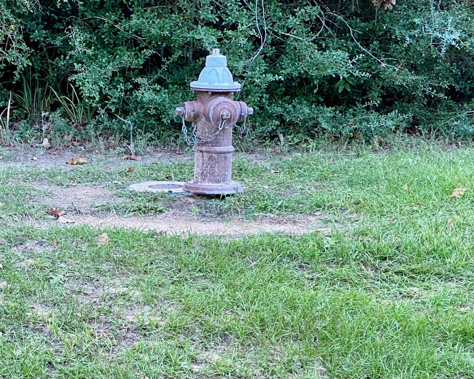 12627 Shady Woods Trail Property Photo 20