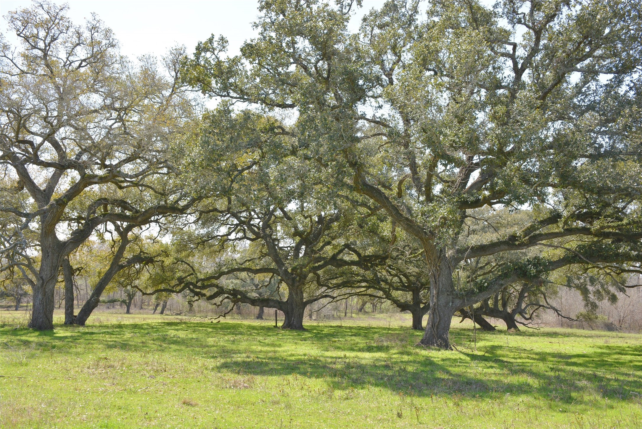 706 Grand Oaks Lane, Brenham, TX 77833 | MLS#: 16558774 | Brenham Real  Estate