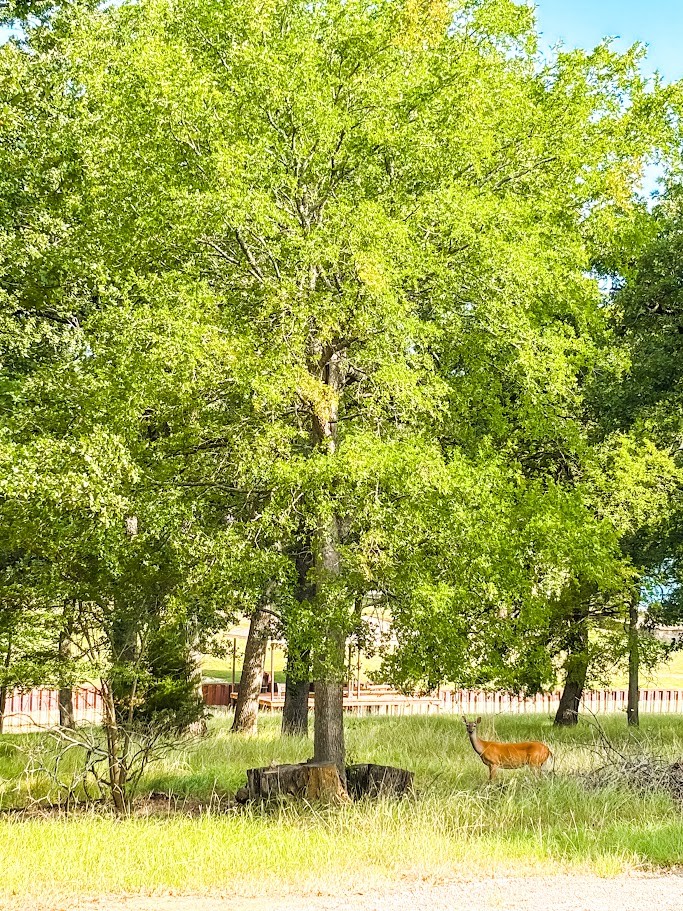 14216 Clark Drive Property Photo 6