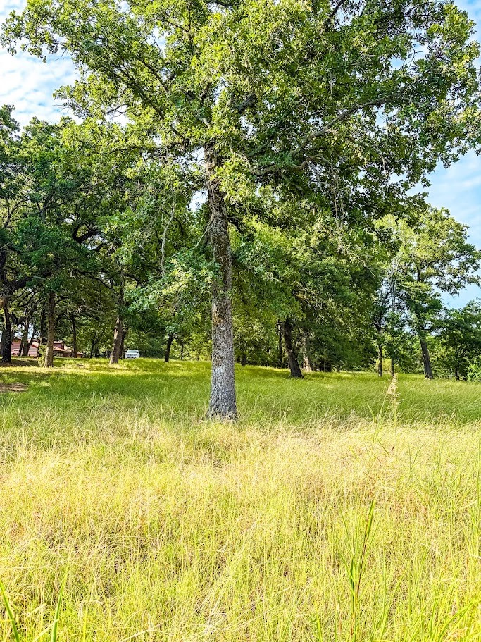 14216 Clark Drive Property Photo 7