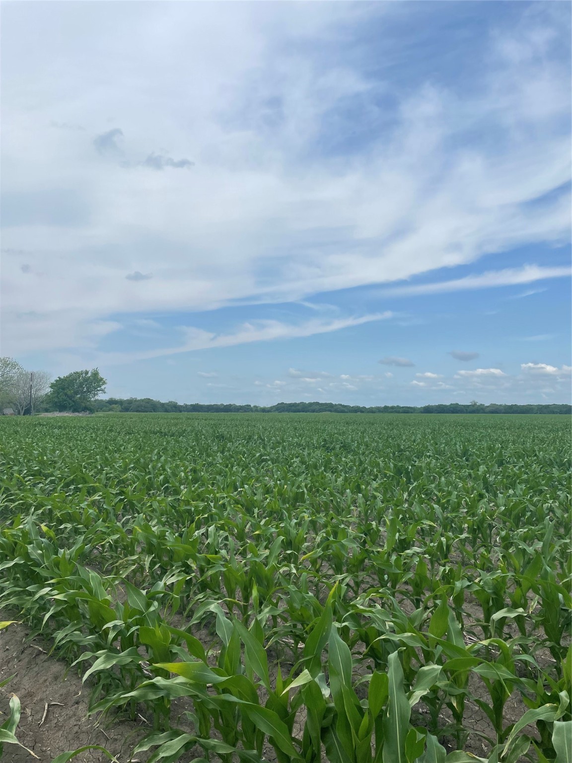 5604 Fm 2431 W Property Photo 2