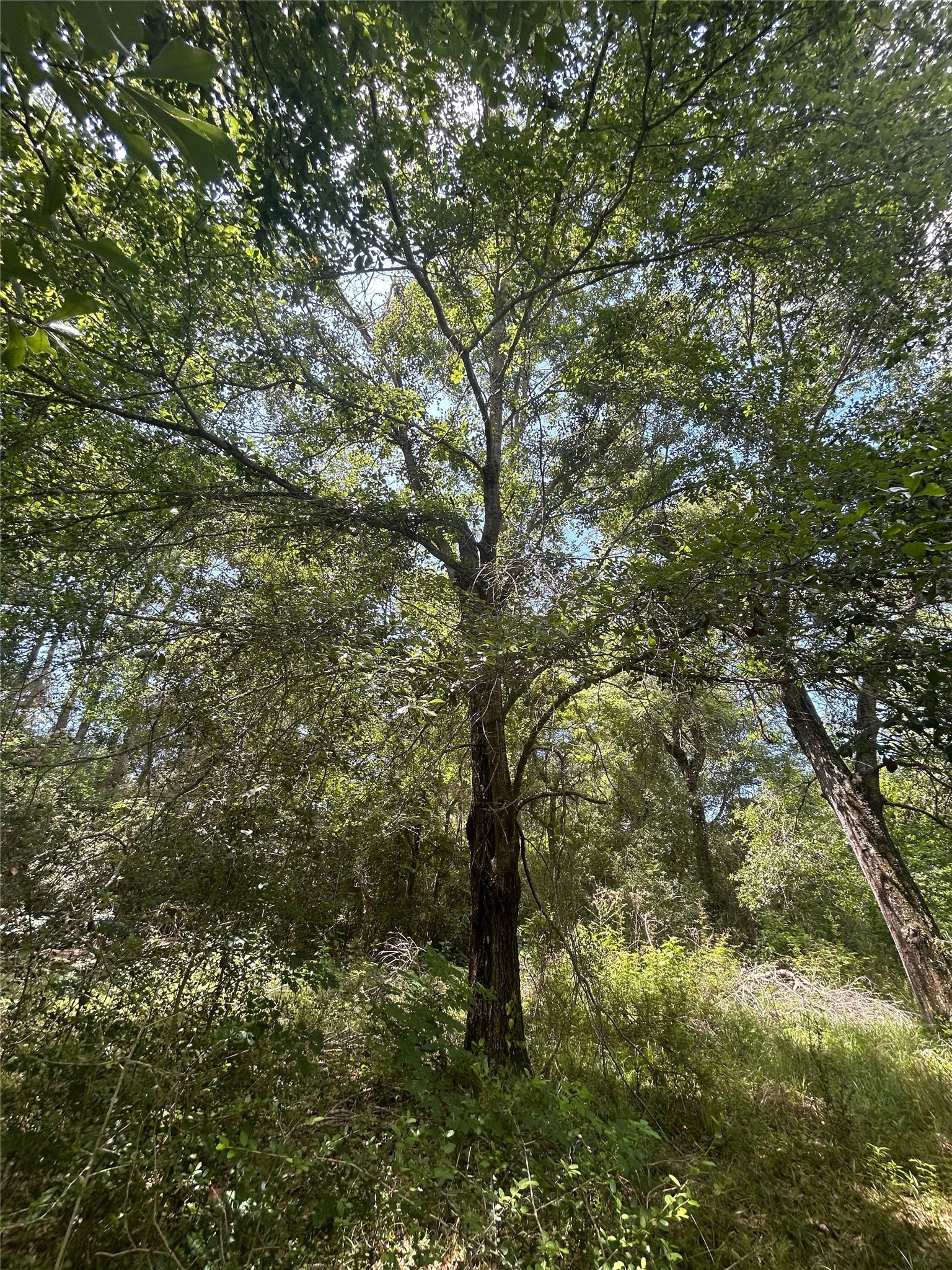 26702 Apache Trail Property Photo 3