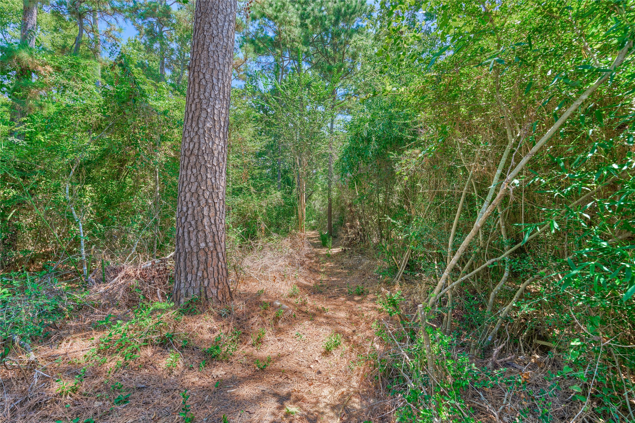 66 Valley Oaks Circle Property Photo 44
