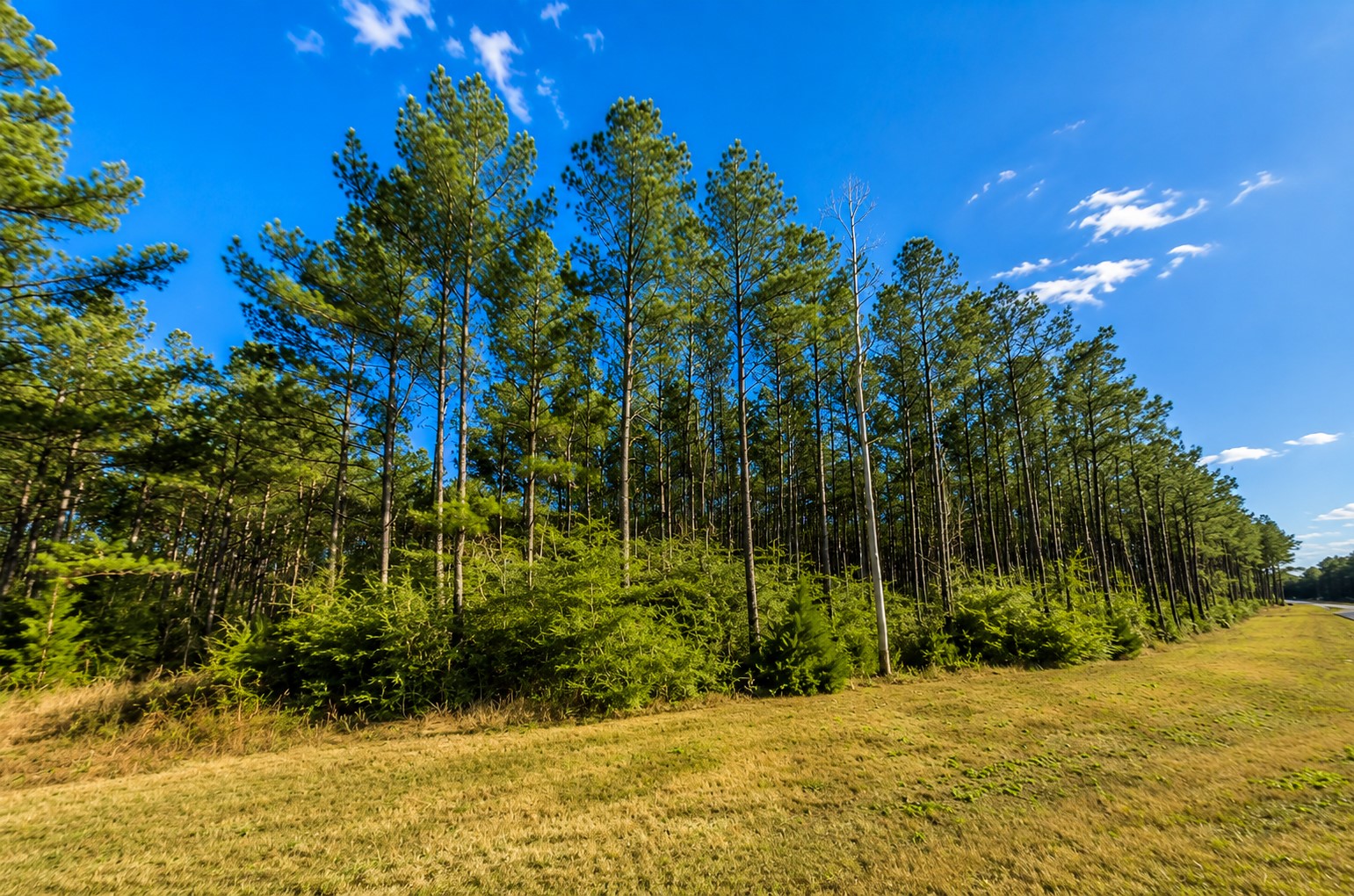 10805 Ruger Road Property Photo 3