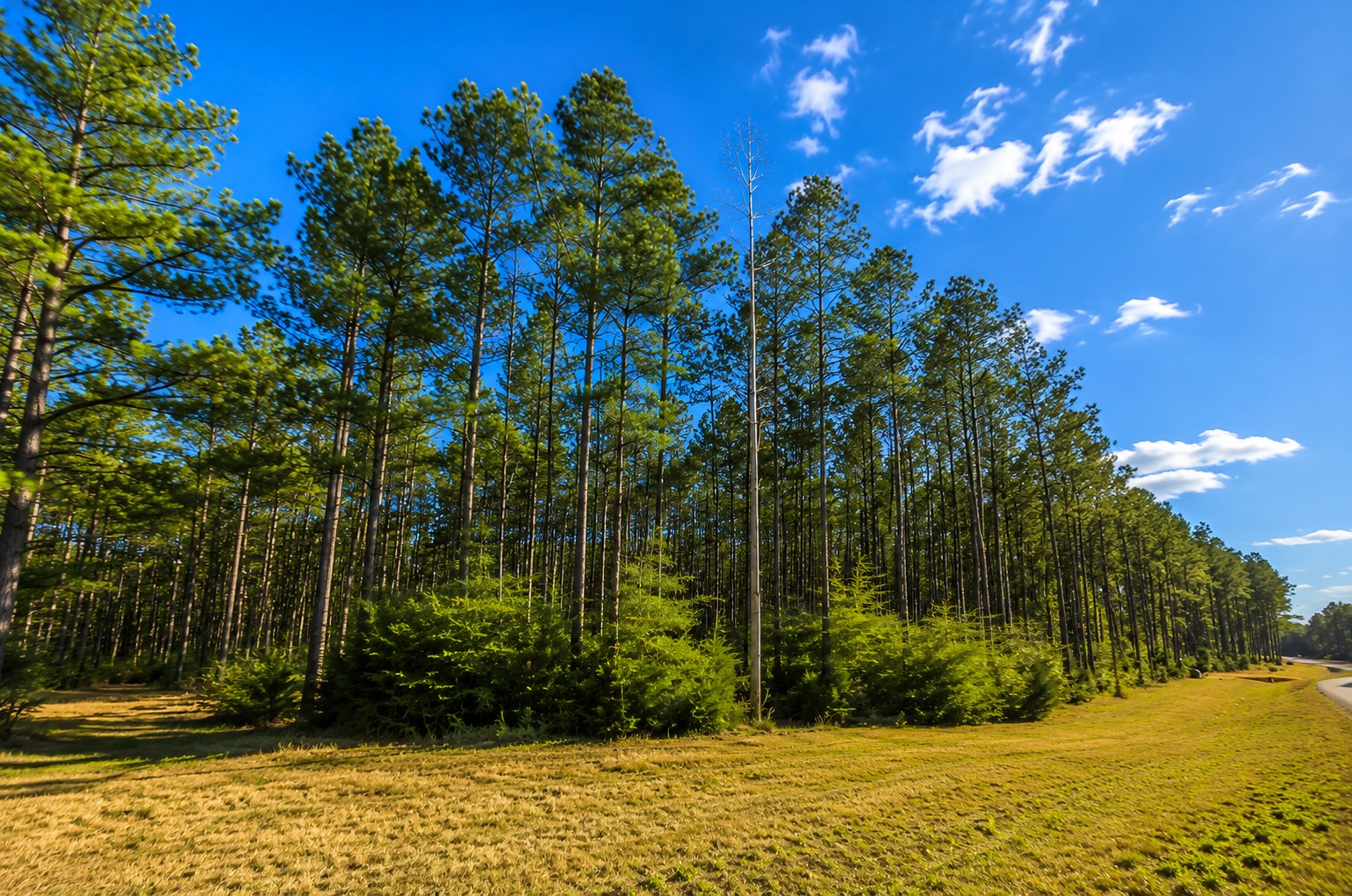 10805 Ruger Road Property Photo 4