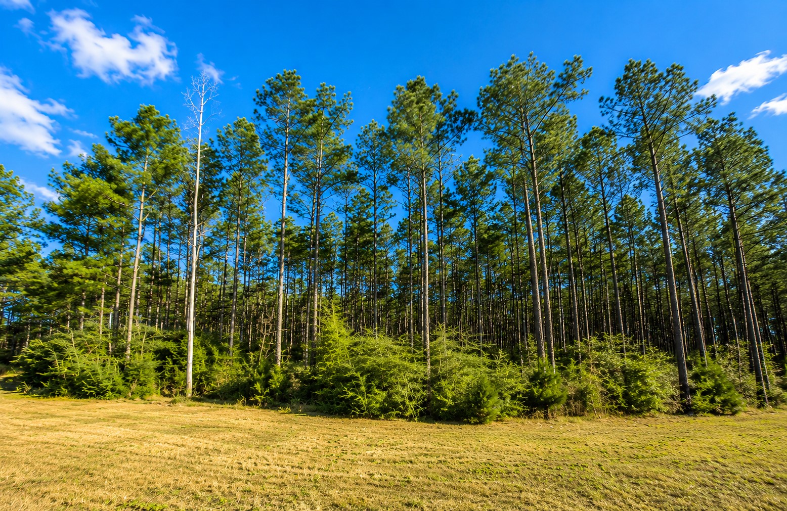 10805 Ruger Road Property Photo 5