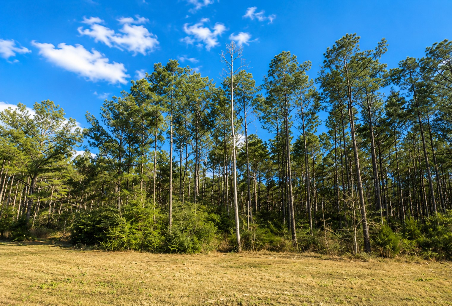 10805 Ruger Road Property Photo 6