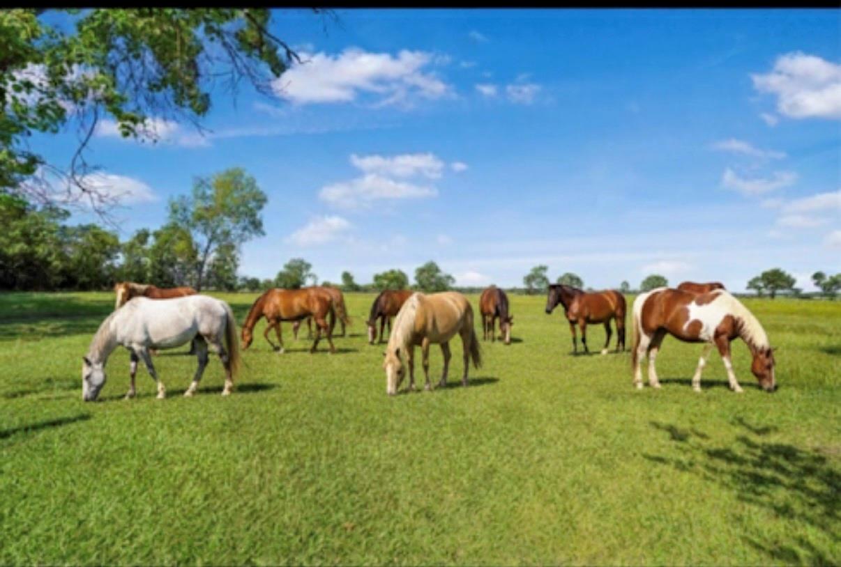 20547 Crosby Eastgate Road, Crosby Tx 77532 Property Photo 44