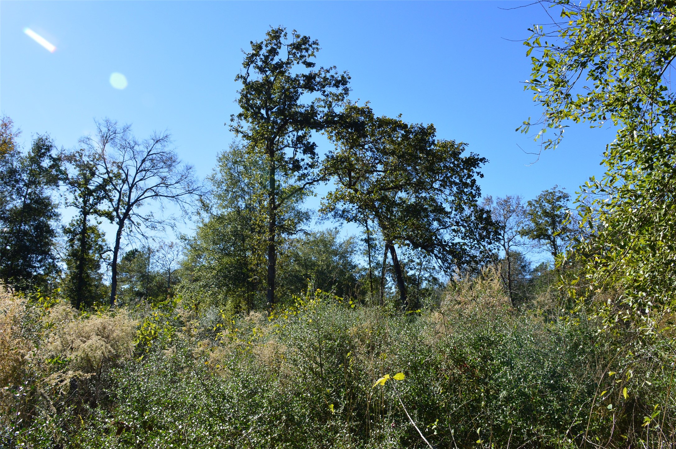 Tract #1 County Road 302 Property Photo 9