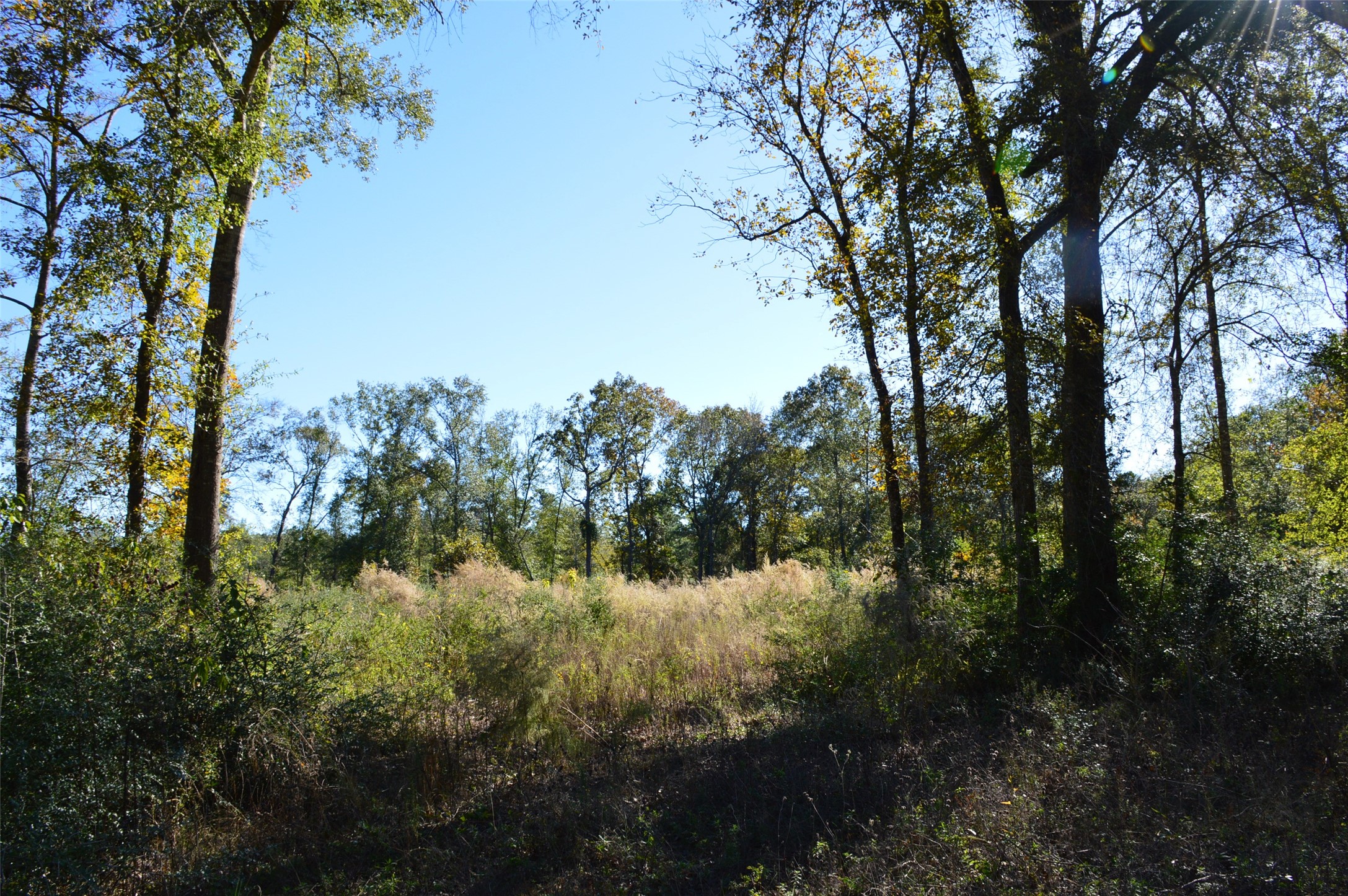 Tract #1 County Road 302 Property Photo 10