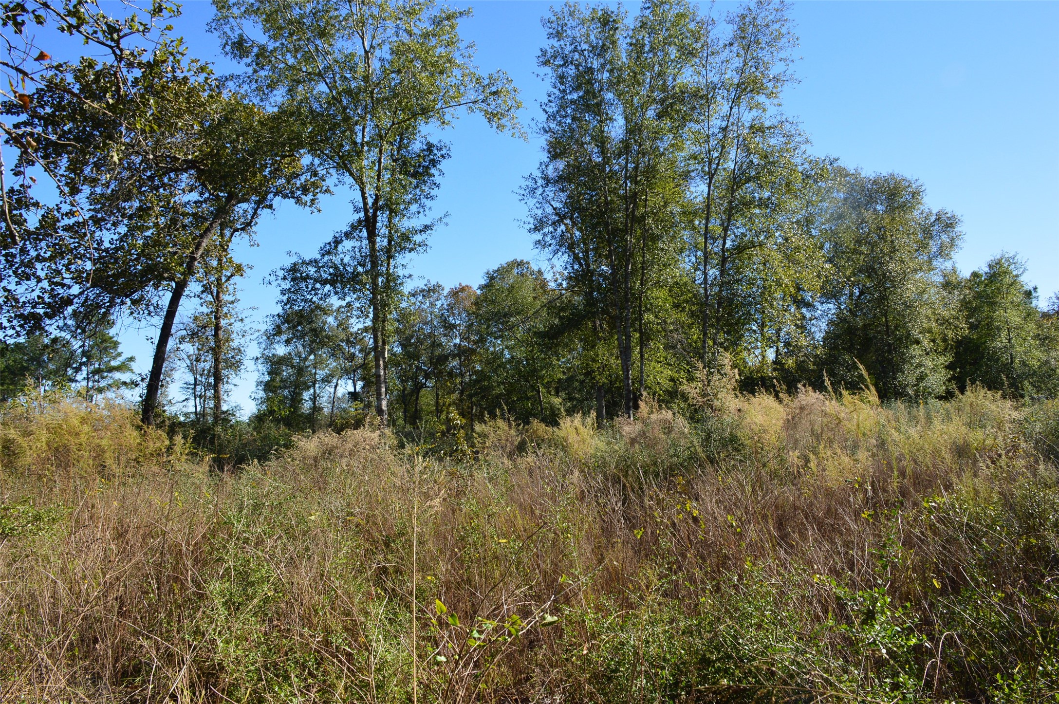 Tract #1 County Road 302 Property Photo 12
