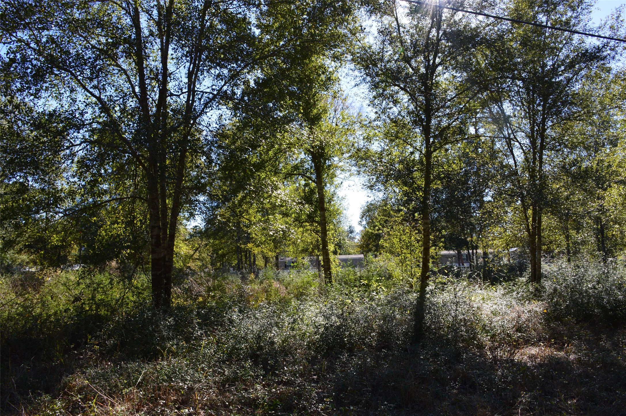 Tract #1 County Road 302 Property Photo 13