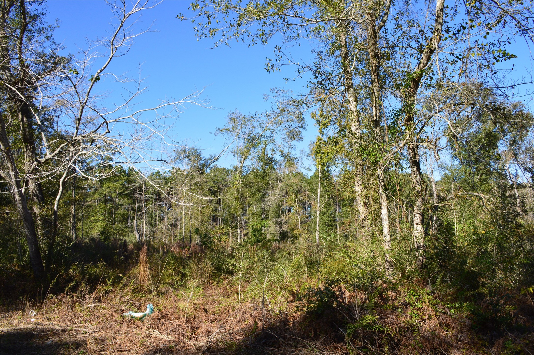 Tract #1 County Road 302 Property Photo 25