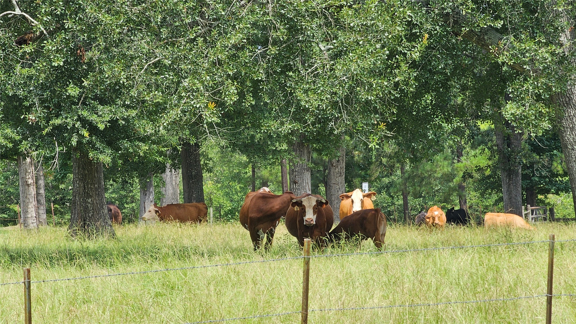 100 E Hill Ranch Lane Property Photo 7