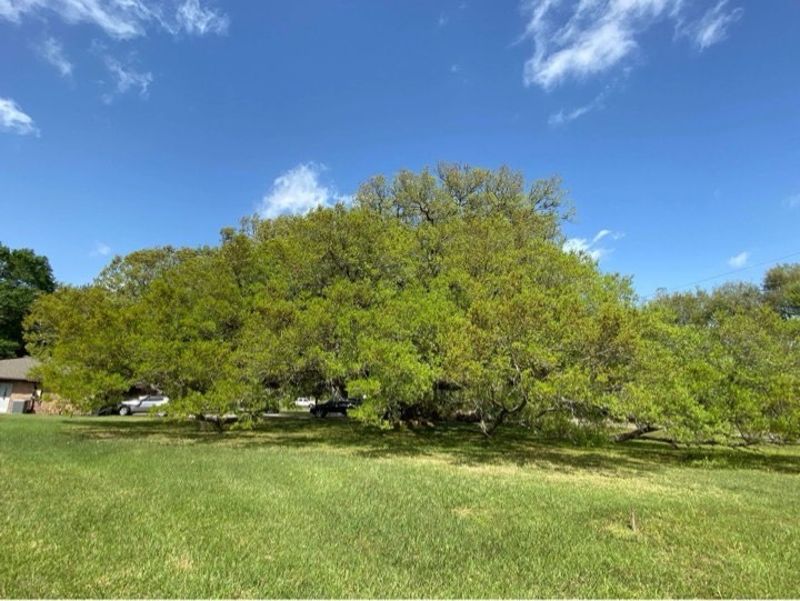 1819 Y U Jones Road Property Photo 1