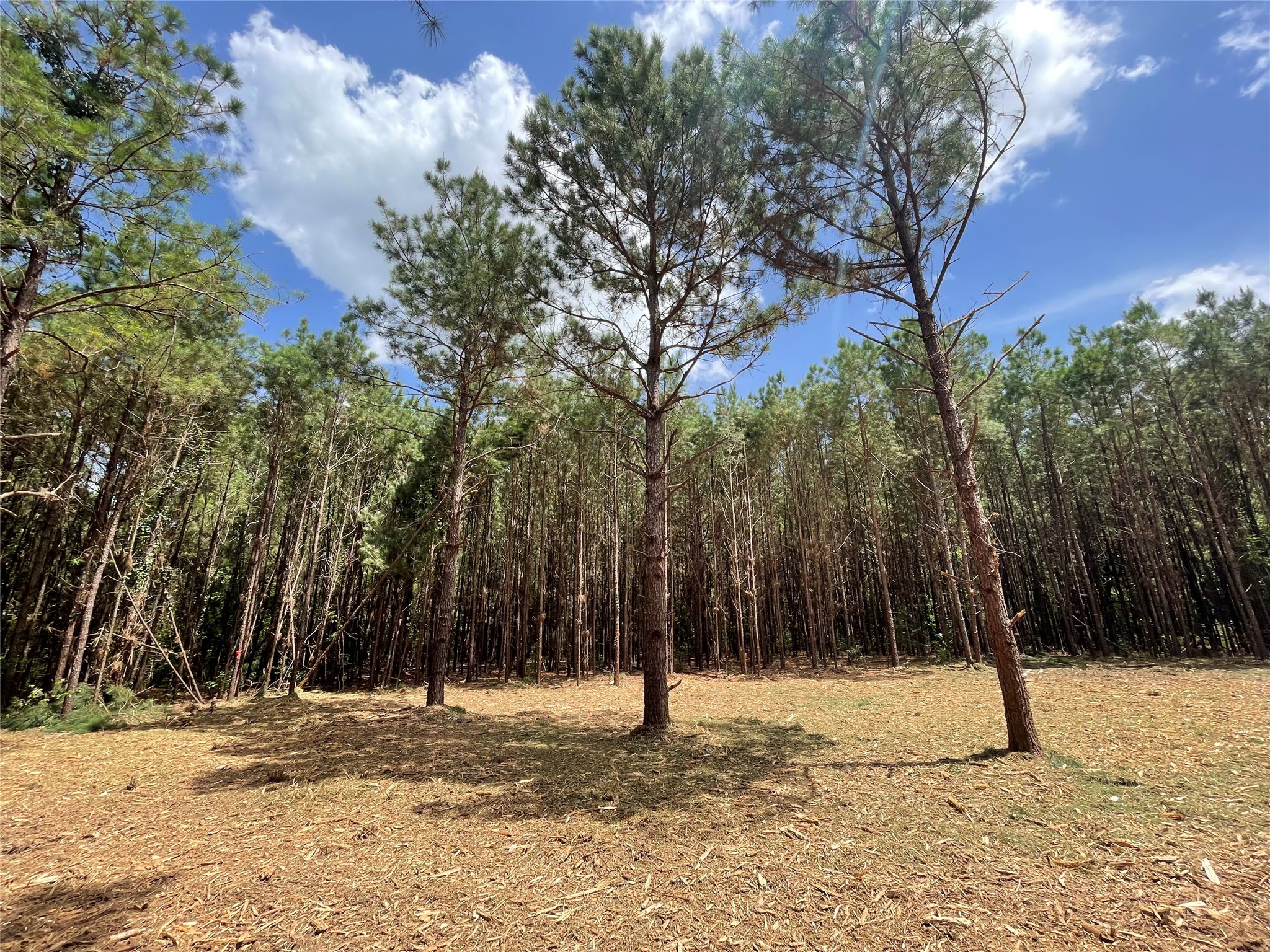 Lot 2 E Fm 942 Property Photo 8